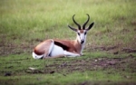 Springbok [1]